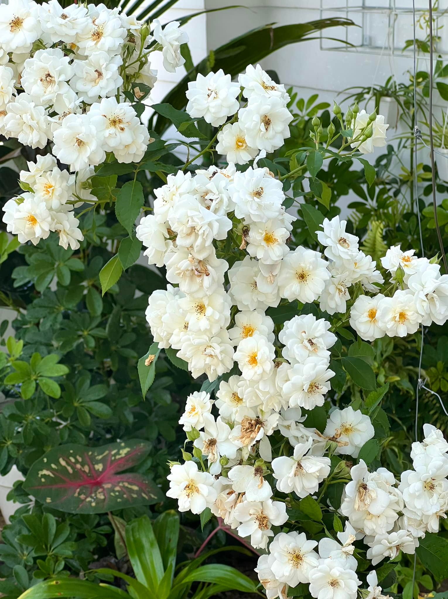 Vườn hồng bạc tỷ của MC Quyền Linh khiến nhiều người mơ ước sở hữu - Ảnh 16.