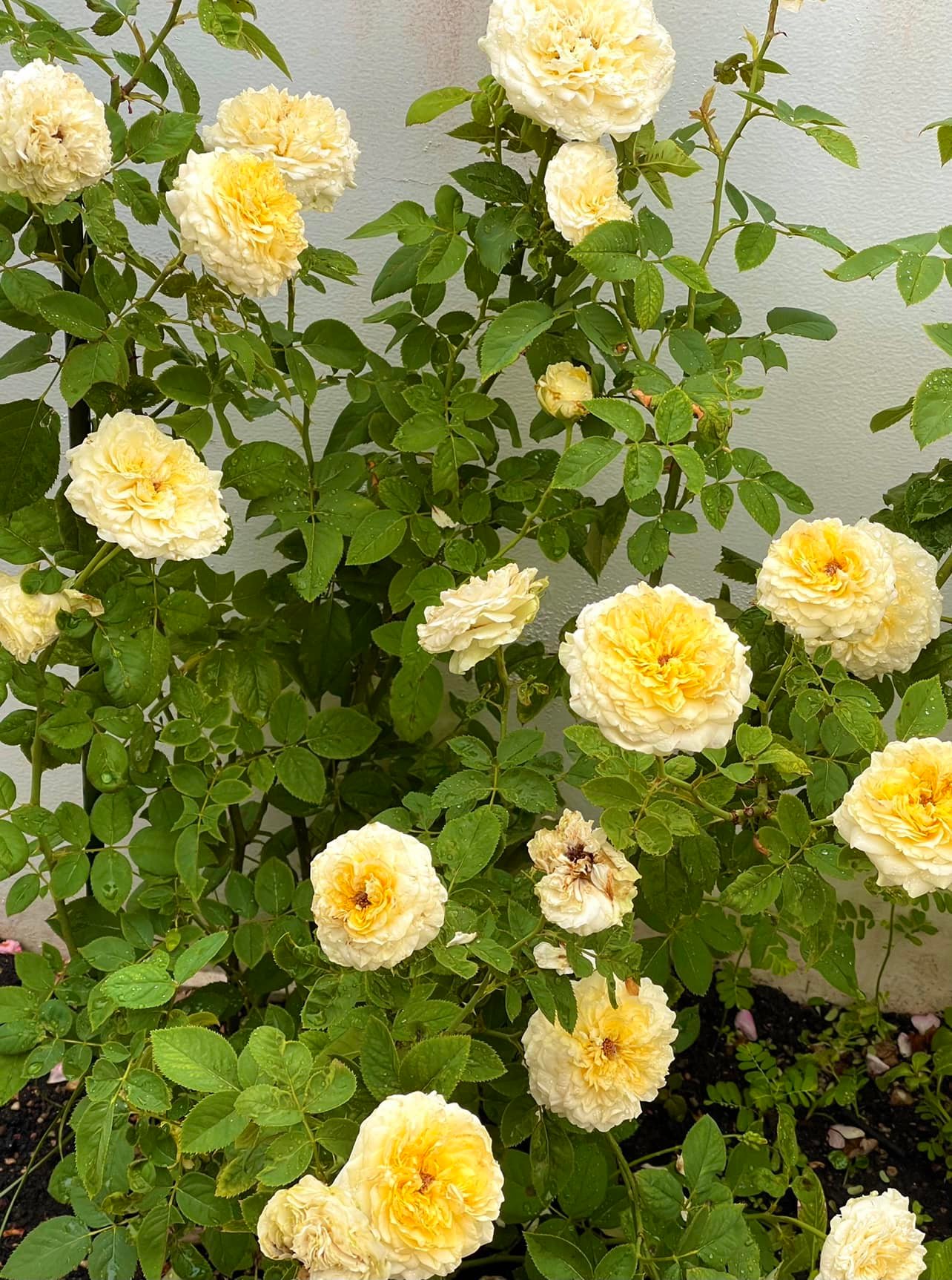 Vườn hồng bạc tỷ của MC Quyền Linh khiến nhiều người mơ ước sở hữu - Ảnh 15.