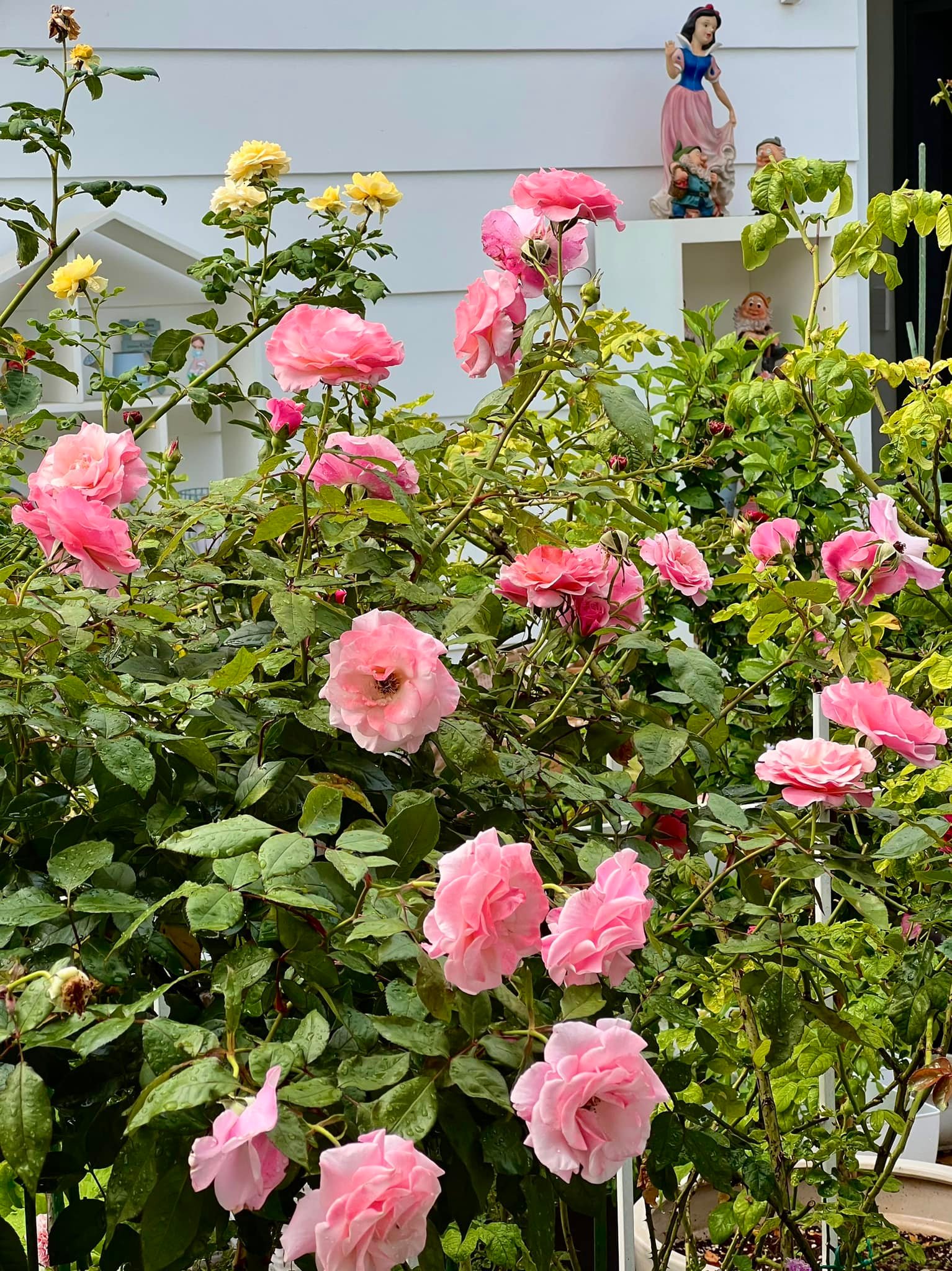 Vườn hồng bạc tỷ của MC Quyền Linh khiến nhiều người mơ ước sở hữu - Ảnh 5.