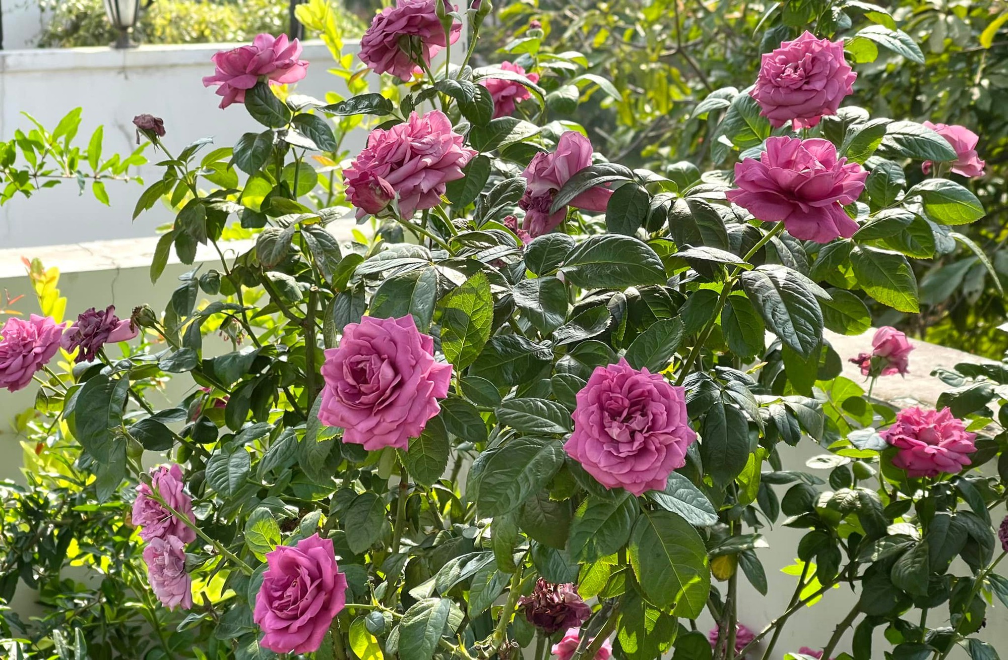 Vườn hồng bạc tỷ của MC Quyền Linh khiến nhiều người mơ ước sở hữu - Ảnh 17.