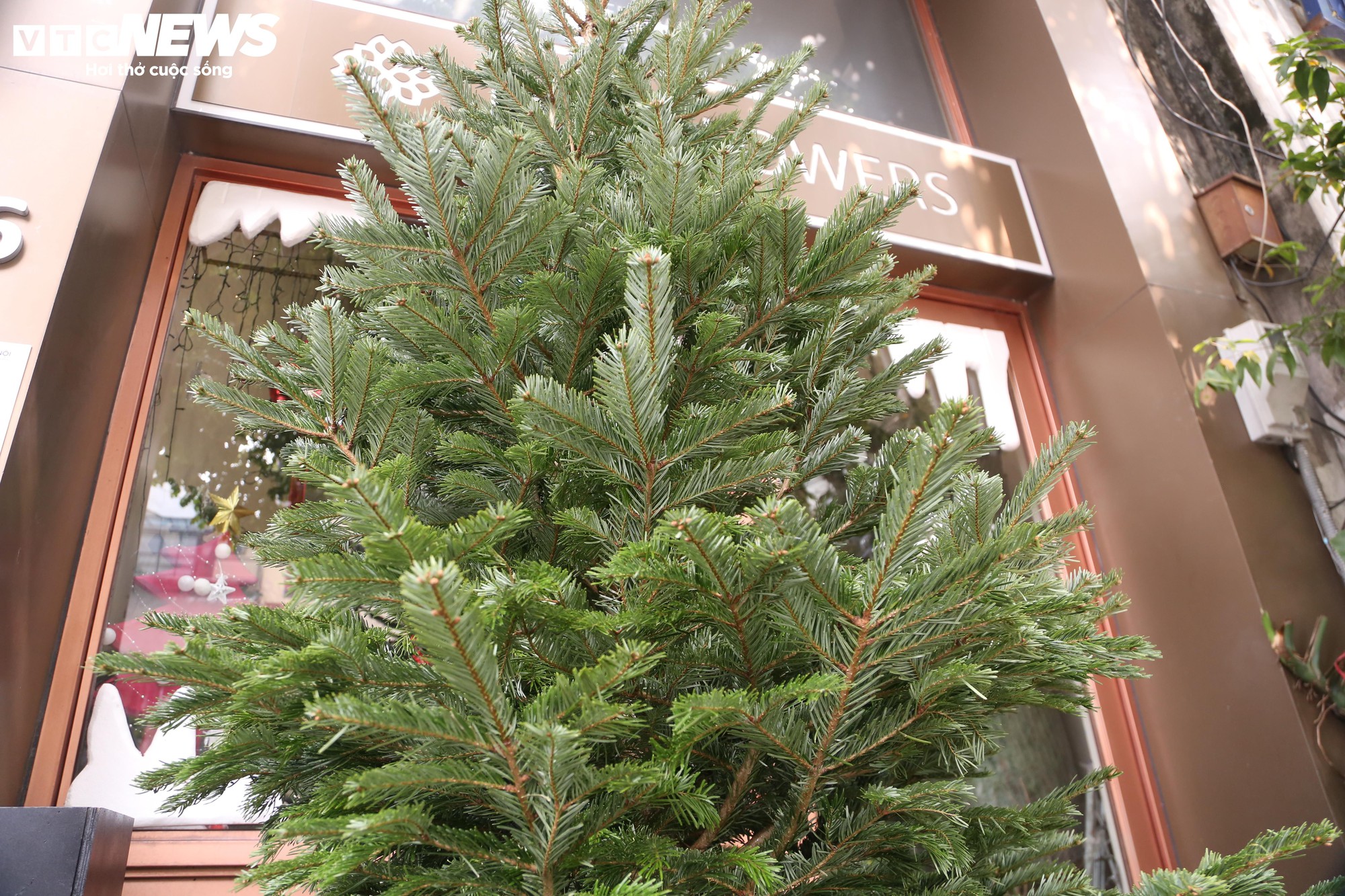 Đại gia Hà Nội chi hơn 100 triệu đồng mua thông tươi nhập khẩu đón Giáng sinh - Ảnh 2.