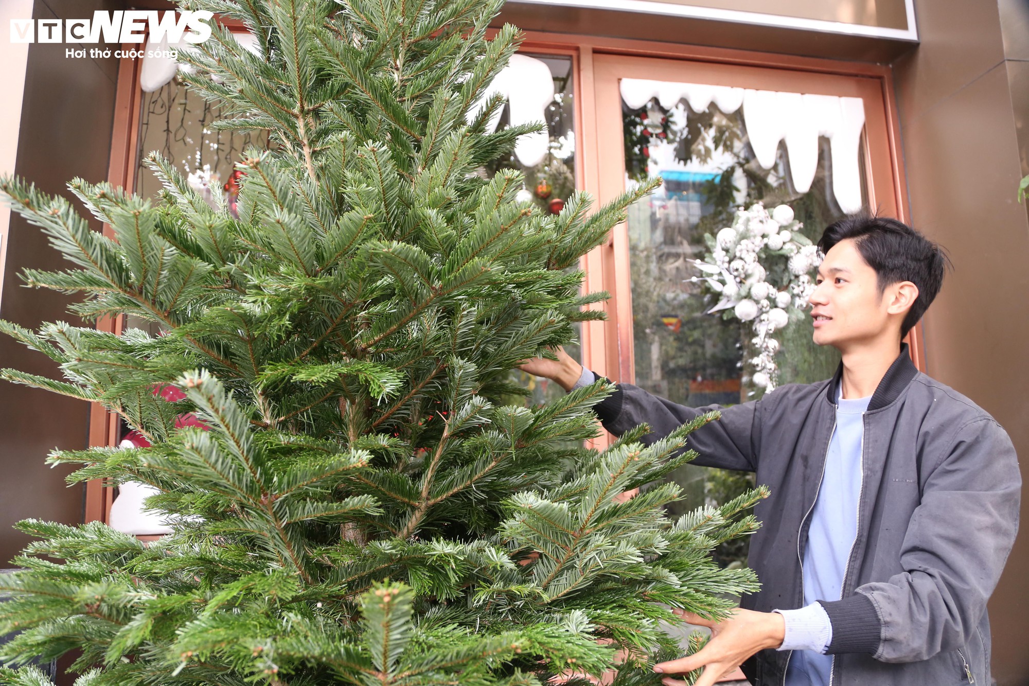 Đại gia Hà Nội chi hơn 100 triệu đồng mua thông tươi nhập khẩu đón Giáng sinh - Ảnh 1.