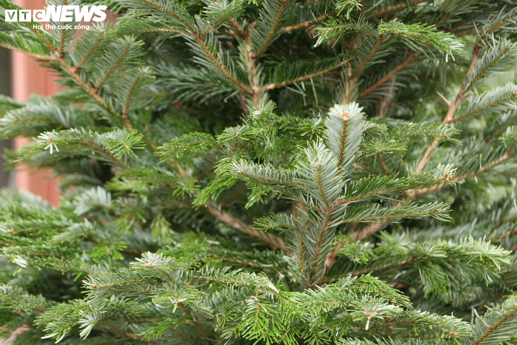 Đại gia Hà Nội chi hơn 100 triệu đồng mua thông tươi nhập khẩu đón Giáng sinh - Ảnh 7.