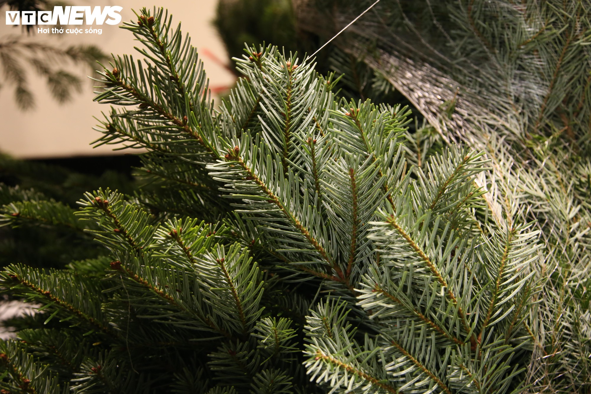 Đại gia Hà Nội chi hơn 100 triệu đồng mua thông tươi nhập khẩu đón Giáng sinh - Ảnh 3.