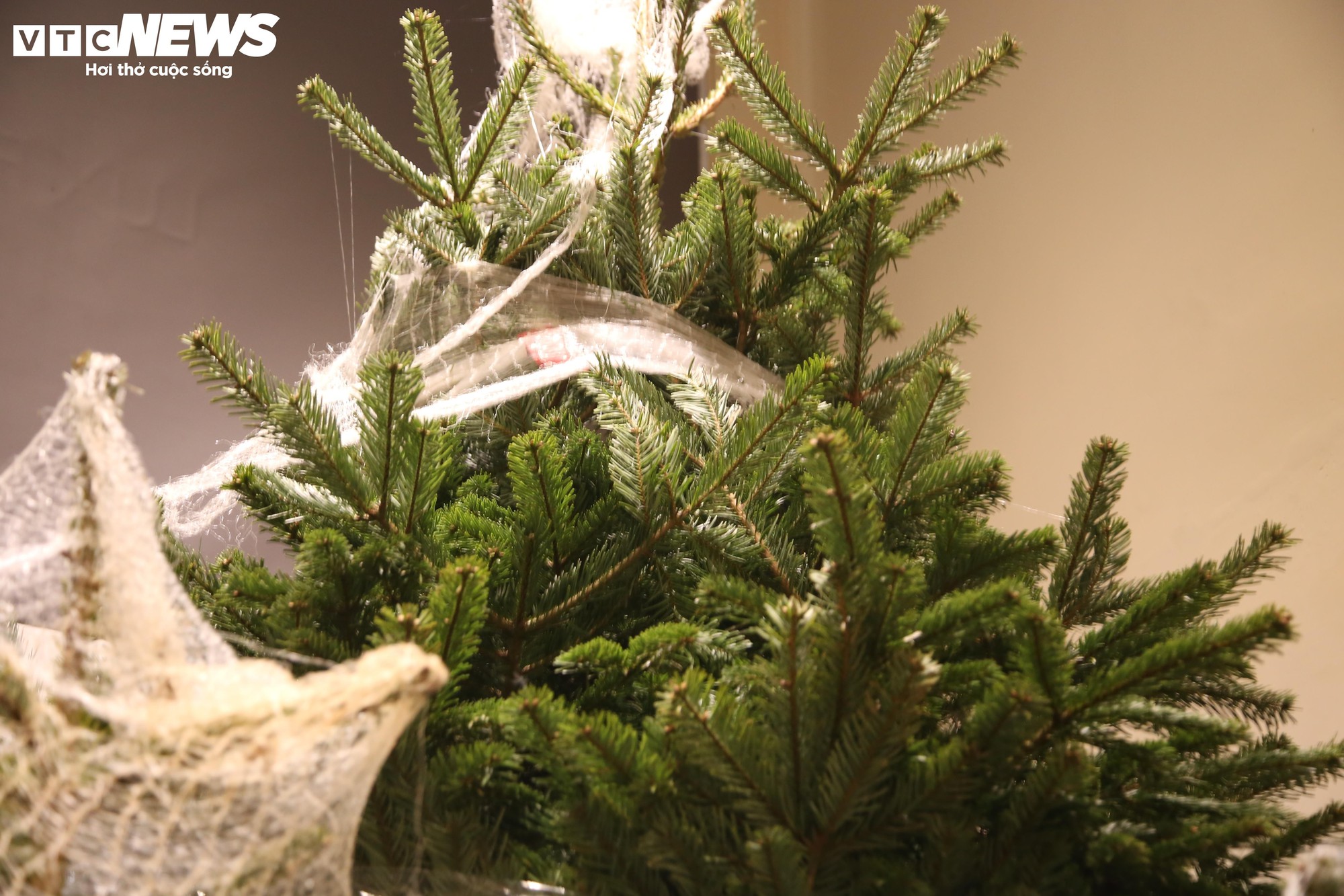 Đại gia Hà Nội chi hơn 100 triệu đồng mua thông tươi nhập khẩu đón Giáng sinh - Ảnh 6.