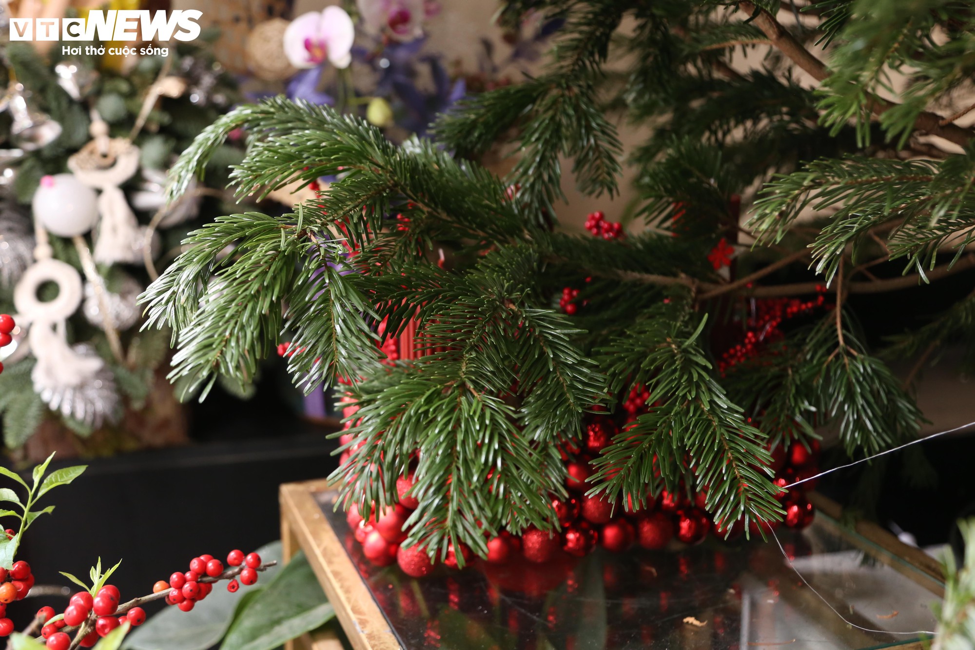 Đại gia Hà Nội chi hơn 100 triệu đồng mua thông tươi nhập khẩu đón Giáng sinh - Ảnh 5.