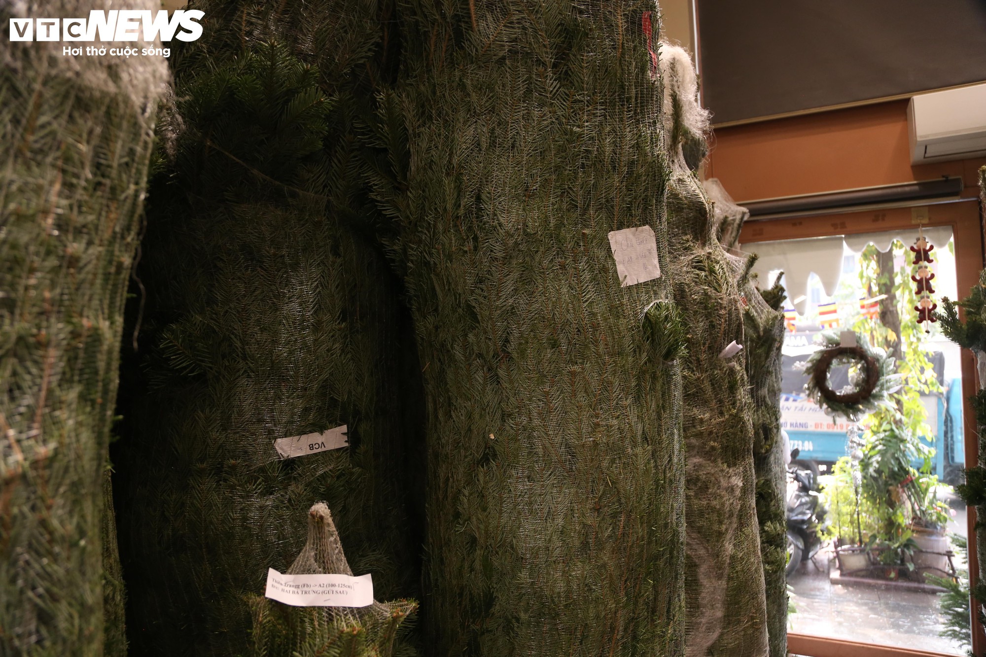 Đại gia Hà Nội chi hơn 100 triệu đồng mua thông tươi nhập khẩu đón Giáng sinh - Ảnh 4.