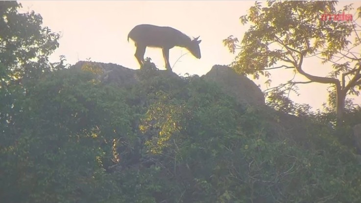 Kiểm l&acirc;m bất ngờ ph&aacute;t hiện lo&agrave;i vật cổ xưa tr&ecirc;n sườn n&uacute;i, người d&acirc;n kh&ocirc;ng khỏi x&ocirc;n xao - Ảnh 4.