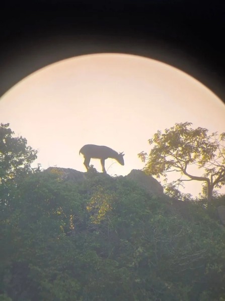 Kiểm l&acirc;m bất ngờ ph&aacute;t hiện lo&agrave;i vật cổ xưa tr&ecirc;n sườn n&uacute;i, người d&acirc;n kh&ocirc;ng khỏi x&ocirc;n xao - Ảnh 1.