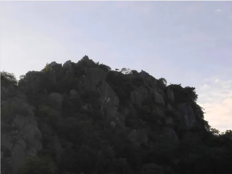 Kiểm l&acirc;m bất ngờ ph&aacute;t hiện lo&agrave;i vật cổ xưa tr&ecirc;n sườn n&uacute;i, người d&acirc;n kh&ocirc;ng khỏi x&ocirc;n xao - Ảnh 3.