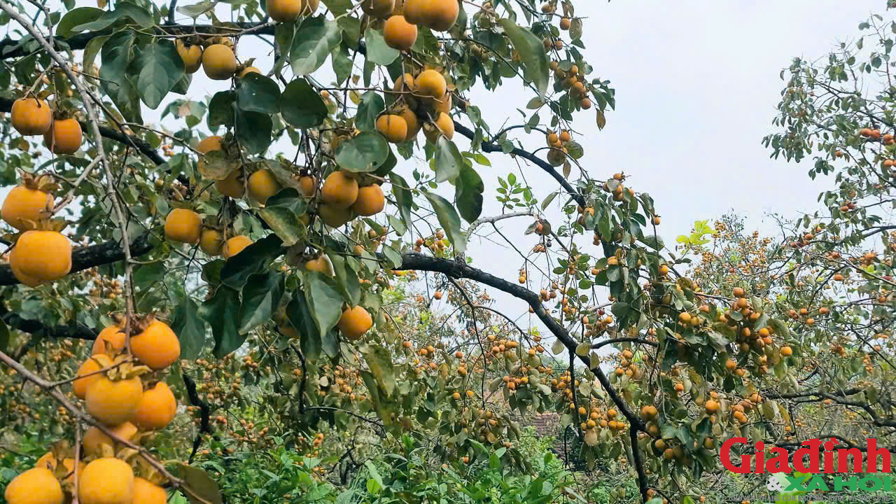 Chàng trai bỏ việc lương cao ở nước ngoài về quê ủ rượu hồng - Ảnh 2. Chàng trai bỏ việc lương cao ở nước ngoài về quê ủ rượu hồng - Ảnh 2.