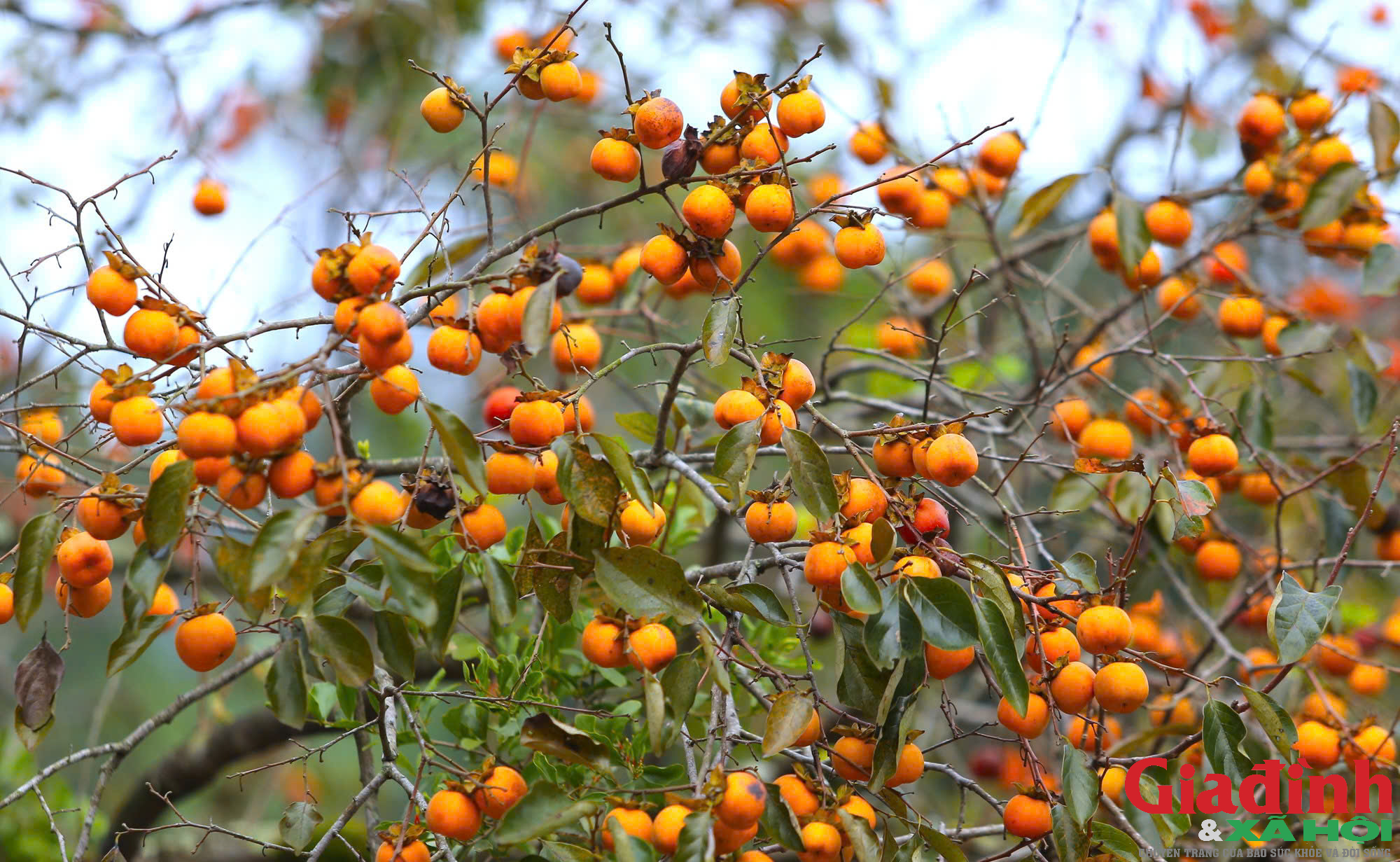 Chàng trai bỏ việc lương cao ở nước ngoài về quê ủ rượu hồng - Ảnh 4. Chàng trai bỏ việc lương cao ở nước ngoài về quê ủ rượu hồng - Ảnh 4.