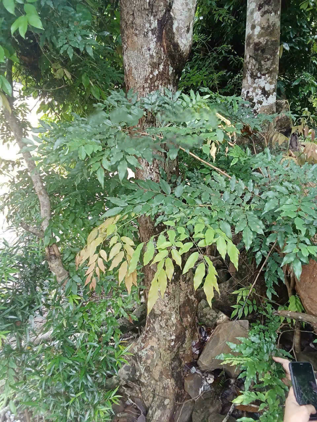 Gỗ mán đỉa tăng giá đột biến: Nguy cơ xâm hại rừng tại Quảng Trị - Ảnh 1.