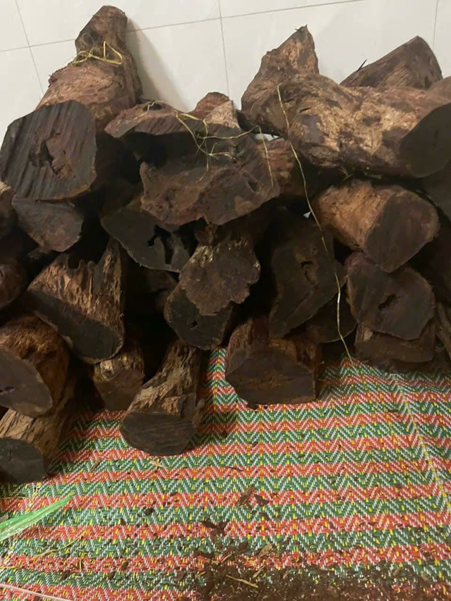 Gỗ mán đỉa tăng giá đột biến: Nguy cơ xâm hại rừng tại Quảng Trị - Ảnh 2.