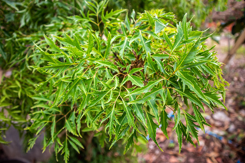 Ít ai ngờ loại lá rẻ tiền này lại được ví như 'nhân sâm xanh', giúp phòng bệnh hiệu quả - Ảnh 1.
