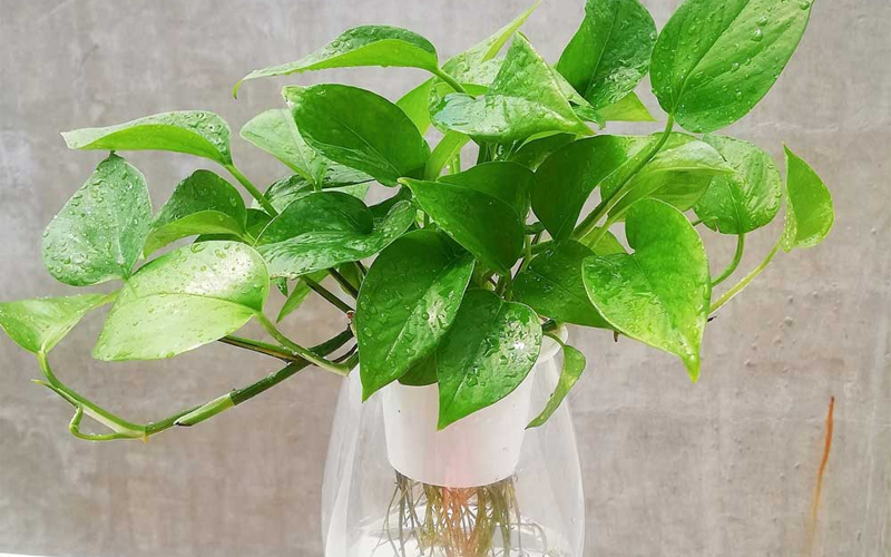 Đ&acirc;y l&agrave; l&yacute; do nh&agrave; gi&agrave;u trồng c&acirc;y trầu b&agrave; trong ph&ograve;ng ngủ