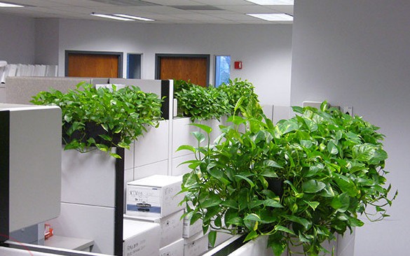 C&acirc;y trầu b&agrave;: B&iacute; quyết thanh lọc, t&agrave;i lộc v&agrave; sự thịnh vượng cho b&agrave;n l&agrave;m việc