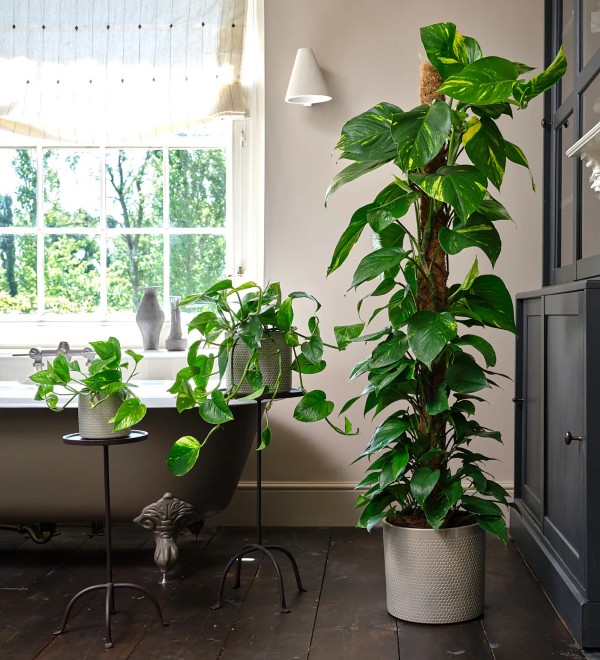 C&acirc;y trầu b&agrave;: B&iacute; quyết thanh lọc, t&agrave;i lộc v&agrave; sự thịnh vượng cho b&agrave;n l&agrave;m việc - Ảnh 1.