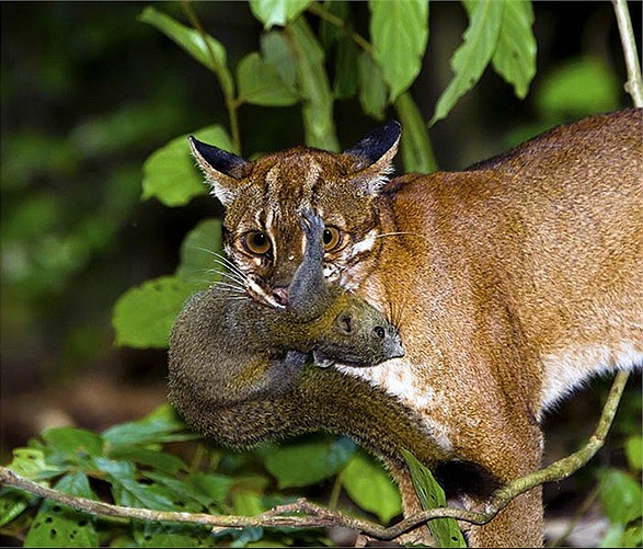 Đặt 120 bẫy ảnh, sau hơn 2 th&aacute;ng chuy&ecirc;n gia bất ngờ ph&aacute;t hiện lo&agrave;i vật hiếm từng vắng b&oacute;ng nhiều năm - Ảnh 3.