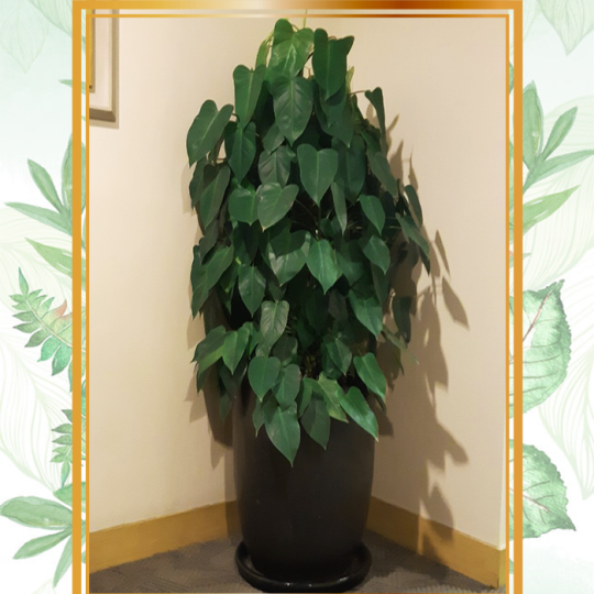 C&acirc;y trầu b&agrave; hợp mệnh n&agrave;o trong ngũ h&agrave;nh? - Ảnh 3.