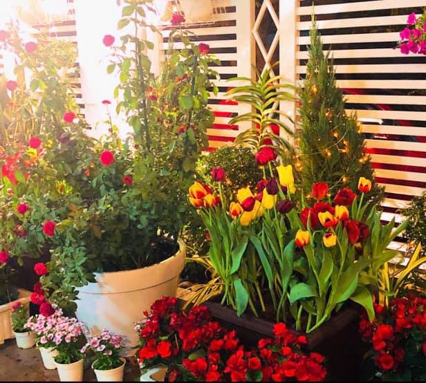 Vườn hồng bạc tỷ của MC Quyền Linh khiến nhiều người mơ ước sở hữu - Ảnh 12.