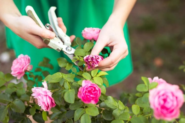 Vườn hồng bạc tỷ của MC Quyền Linh khiến nhiều người mơ ước sở hữu - Ảnh 24.