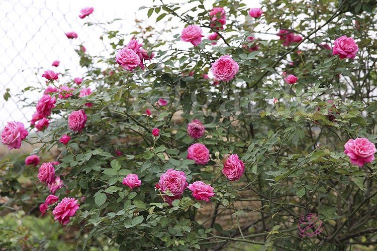 Vườn hồng bạc tỷ của MC Quyền Linh khiến nhiều người mơ ước sở hữu - Ảnh 27.