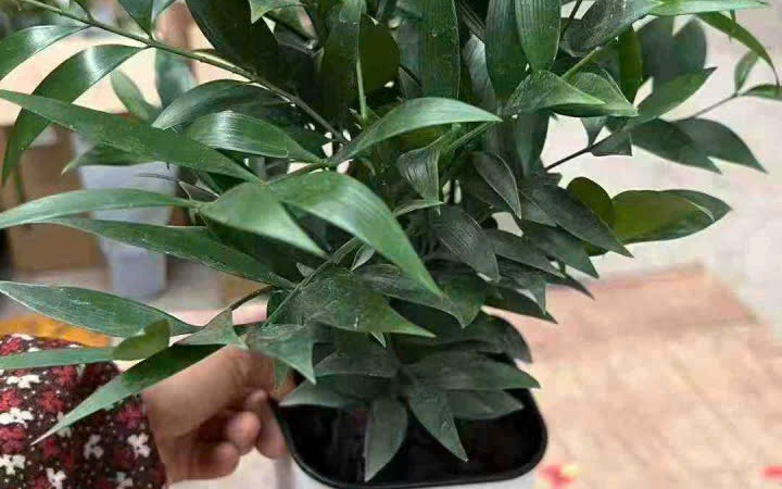 Trồng cây hồng xiêm trước cửa nhà mang lại tài lộc và may mắn bền vững - Ảnh 1.