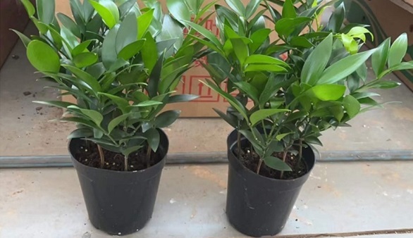 Được xem là 'cây giữ tiền' trong phong thủy, trồng trước nhà càng hút tài lộc - Ảnh 3.