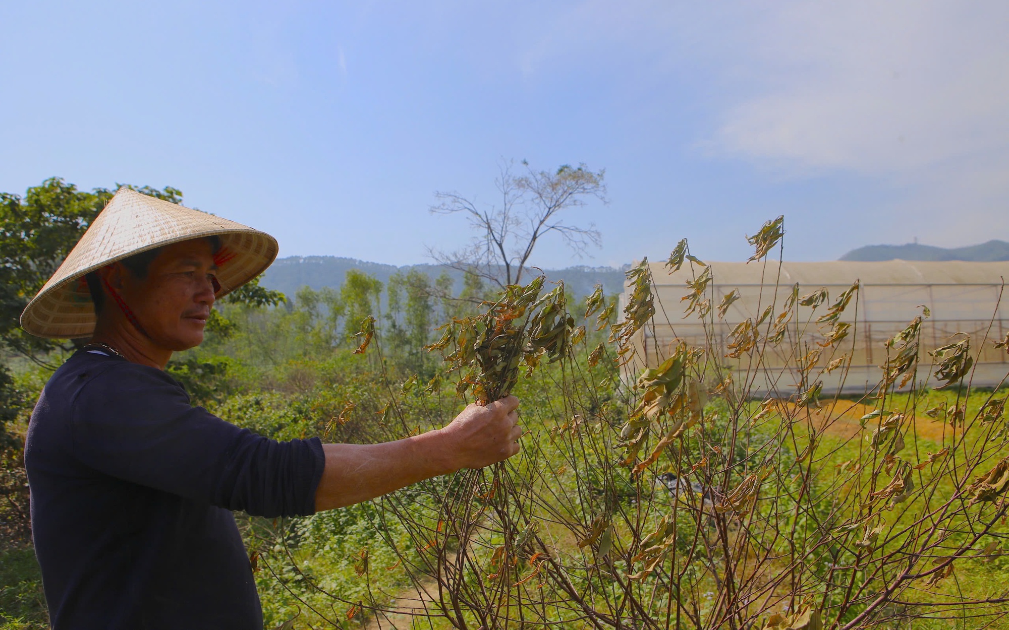 "Thủ phủ" đ&agrave;o phai H&agrave; Tĩnh chết kh&ocirc; sau mưa b&atilde;o