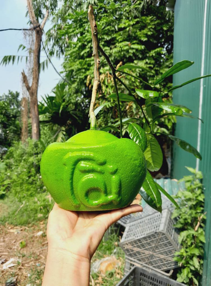 Những loại quả độc lạ chưa Tết đ&atilde; h&uacute;t kh&aacute;ch - Ảnh 3.