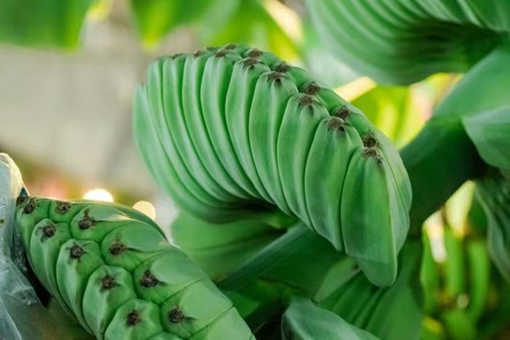 Những loại quả độc lạ chưa Tết đ&atilde; h&uacute;t kh&aacute;ch - Ảnh 2.