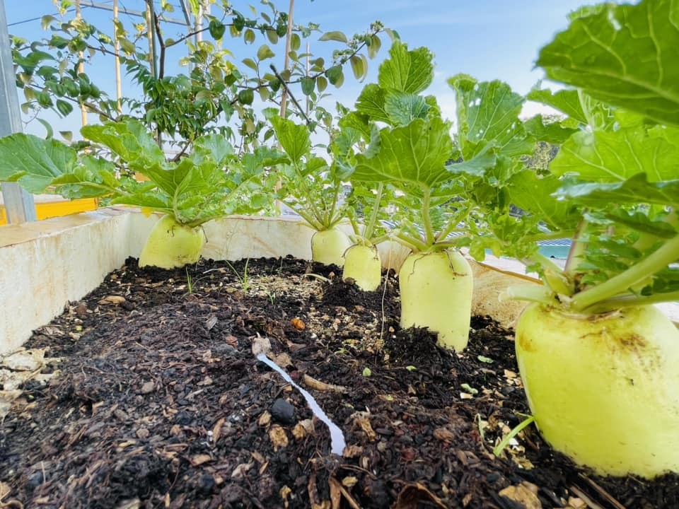 C&ocirc; g&aacute;i Đồng Nai biến s&acirc;n thượng 80 m2 th&agrave;nh khu vườn trĩu quả - Ảnh 8.