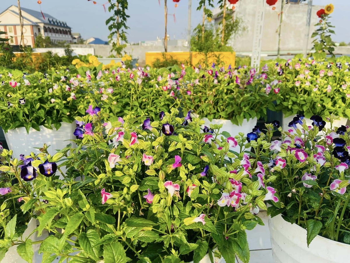 C&ocirc; g&aacute;i Đồng Nai biến s&acirc;n thượng 80 m2 th&agrave;nh khu vườn trĩu quả - Ảnh 4.