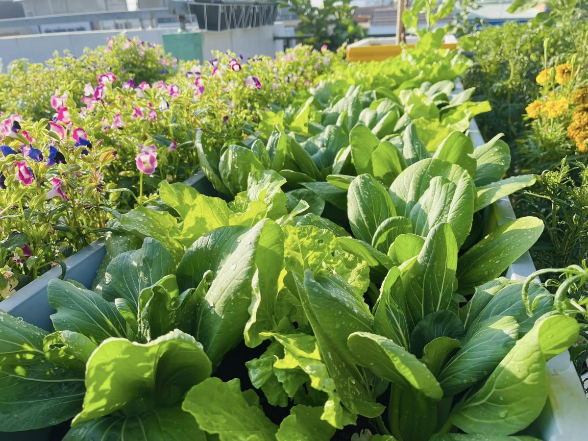 C&ocirc; g&aacute;i Đồng Nai biến s&acirc;n thượng 80 m2 th&agrave;nh khu vườn trĩu quả - Ảnh 10.