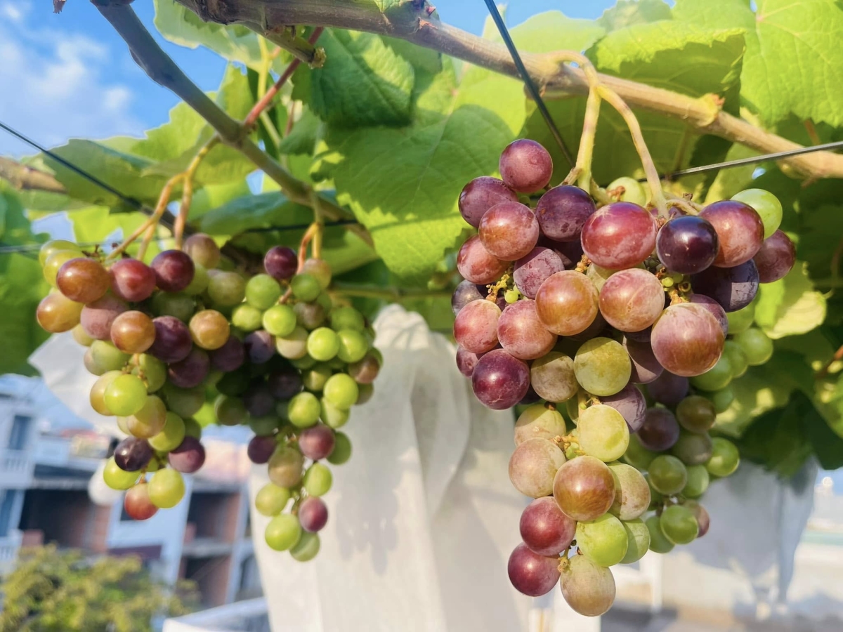 C&ocirc; g&aacute;i Đồng Nai biến s&acirc;n thượng 80 m2 th&agrave;nh khu vườn trĩu quả - Ảnh 12.