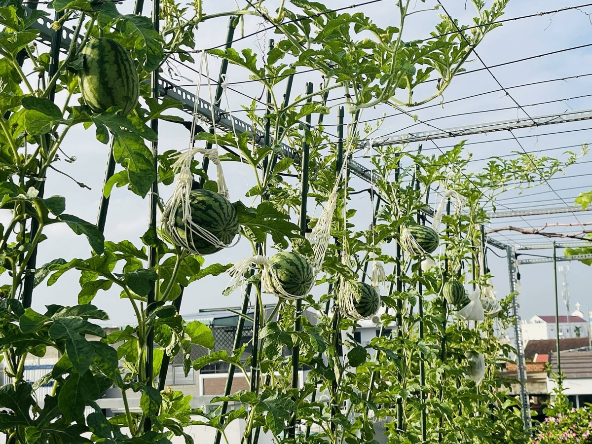 C&ocirc; g&aacute;i Đồng Nai biến s&acirc;n thượng 80 m2 th&agrave;nh khu vườn trĩu quả - Ảnh 2.