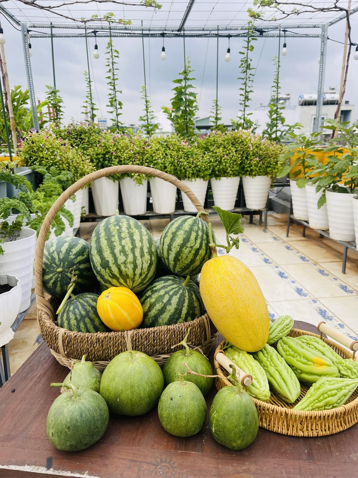 C&ocirc; g&aacute;i Đồng Nai biến s&acirc;n thượng 80 m2 th&agrave;nh khu vườn trĩu quả - Ảnh 13.