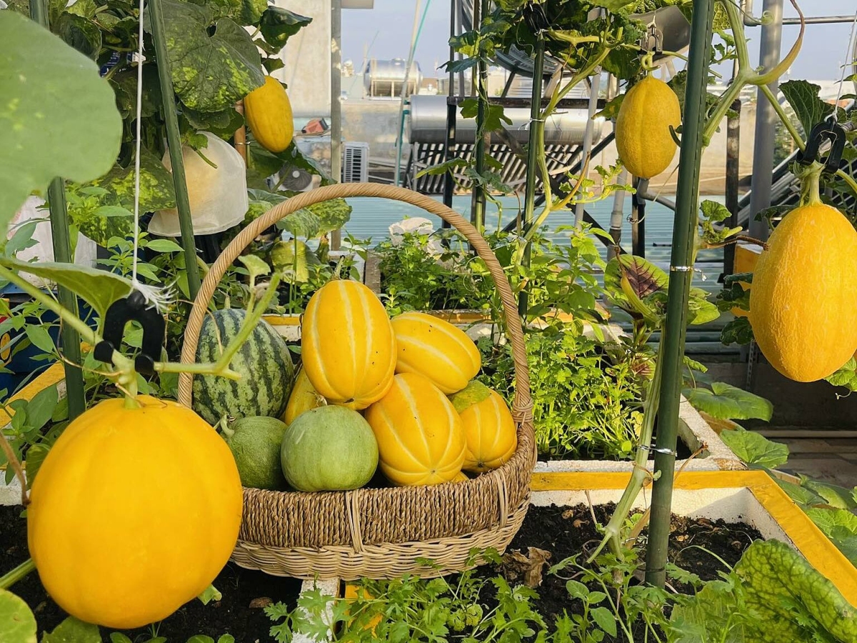 C&ocirc; g&aacute;i Đồng Nai biến s&acirc;n thượng 80 m2 th&agrave;nh khu vườn trĩu quả - Ảnh 3.