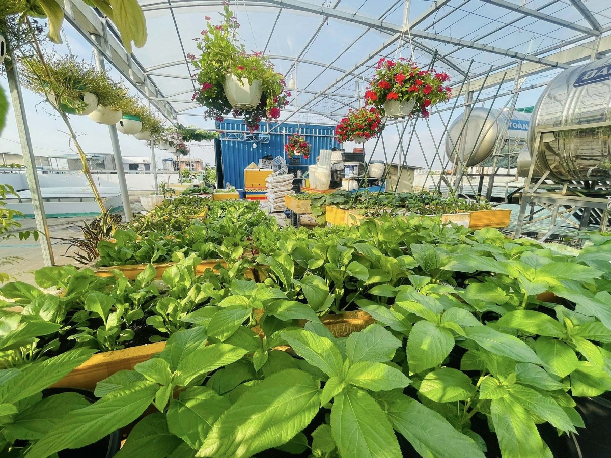 C&ocirc; g&aacute;i Đồng Nai biến s&acirc;n thượng 80 m2 th&agrave;nh khu vườn trĩu quả - Ảnh 6.