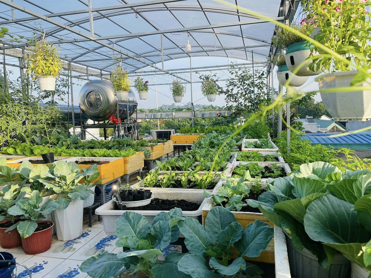 C&ocirc; g&aacute;i Đồng Nai biến s&acirc;n thượng 80 m2 th&agrave;nh khu vườn trĩu quả - Ảnh 1.