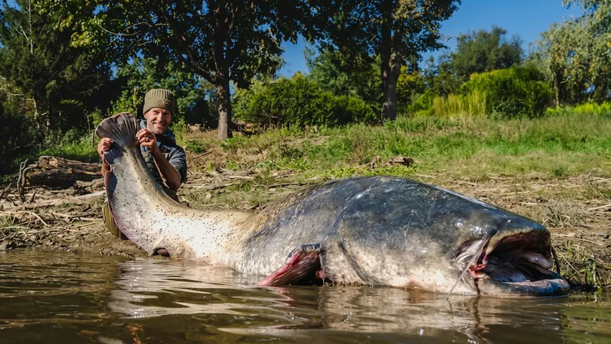 Cần thủ c&acirc;u được con c&aacute; tr&ecirc; khổng lồ d&agrave;i 2,64 m&eacute;t trong hồ- Ảnh 1.