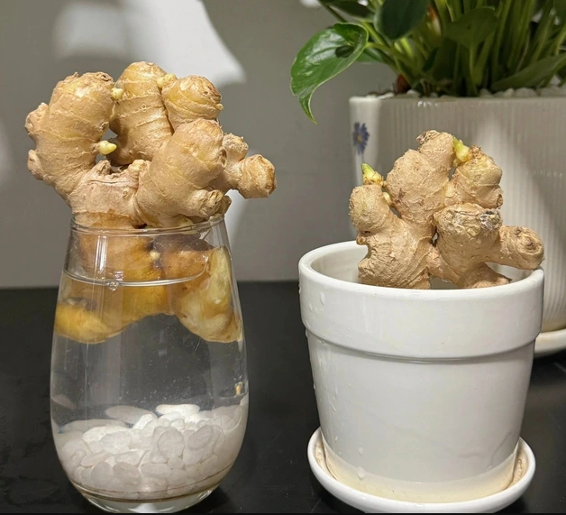 Thời điểm tốt nhất để trồng gừng phong thủy đ&oacute;n Tết - Ảnh 3.