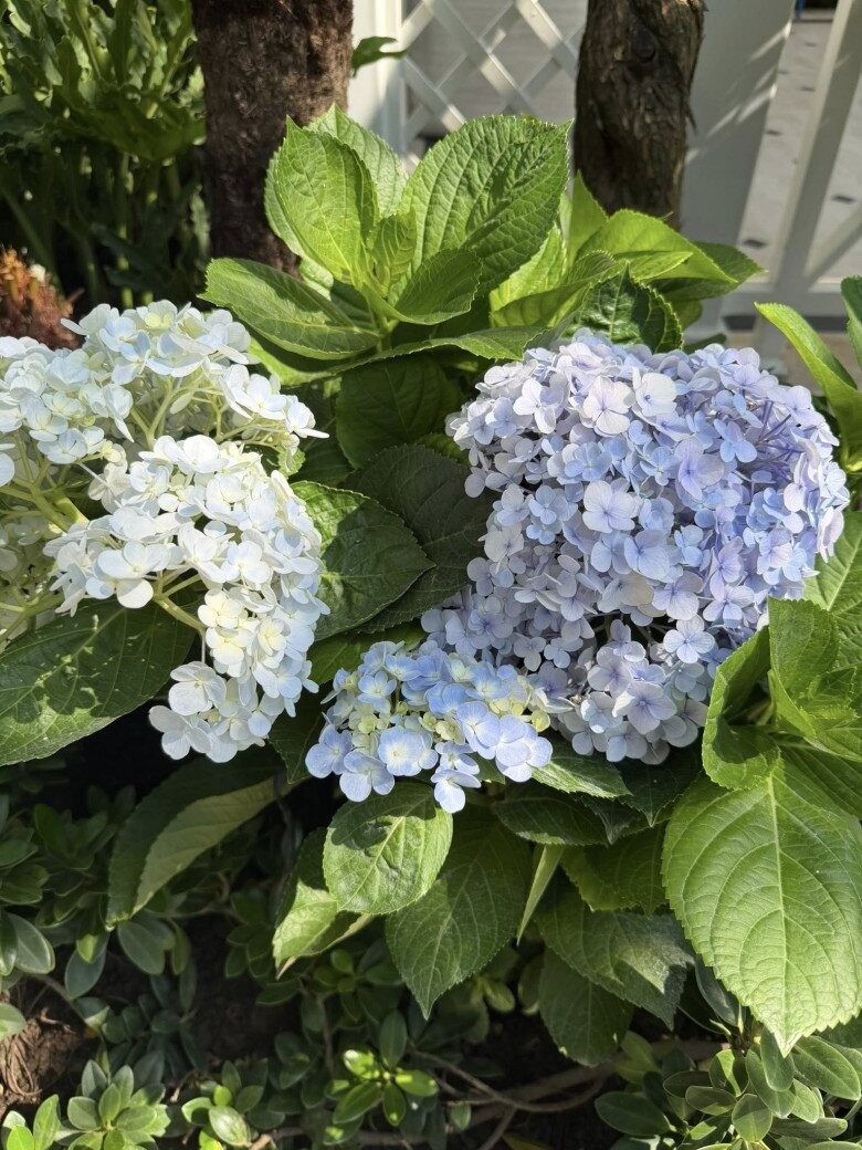 Đỗ Mạnh Cường v&agrave; căn biệt thự 2000 m&sup2; tạo kh&ocirc;ng gian sống l&yacute; tưởng cho c&aacute;c con - Ảnh 11.