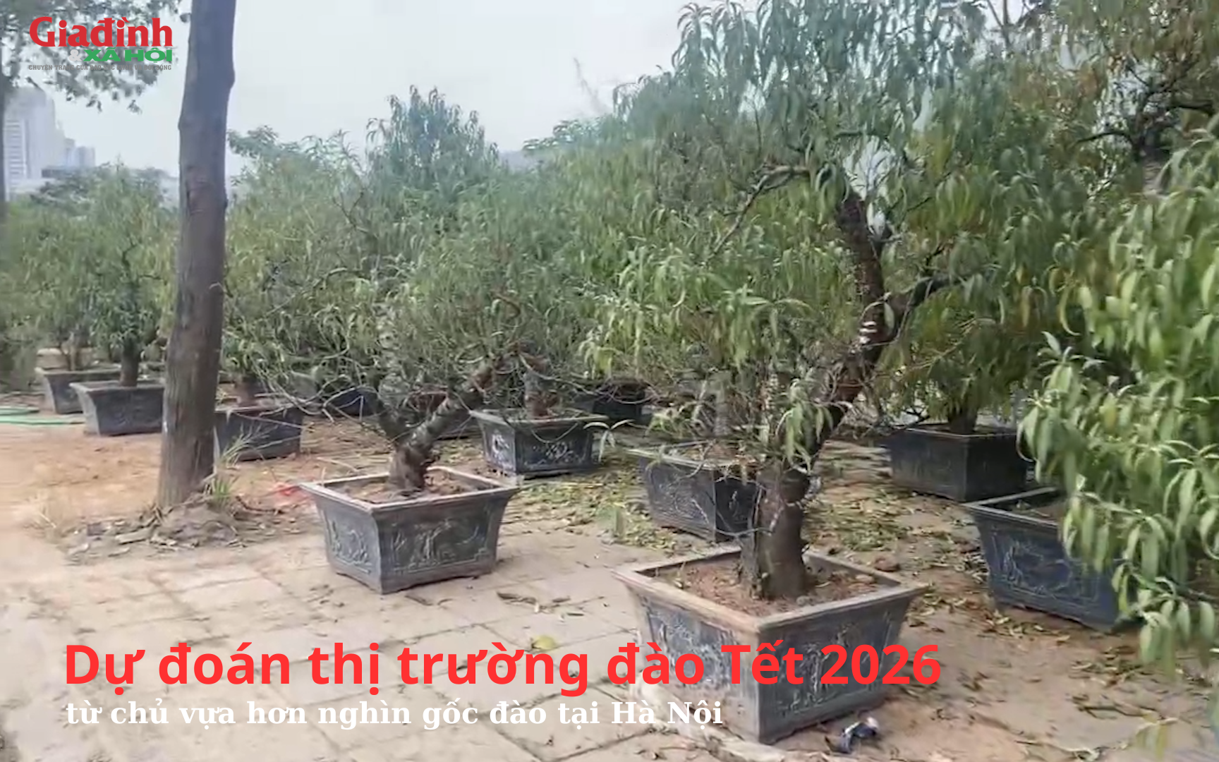 Dự đo&aacute;n thị trường đ&agrave;o Tết 2026 từ chủ vựa hơn ngh&igrave;n gốc đ&agrave;o tại H&agrave; Nội