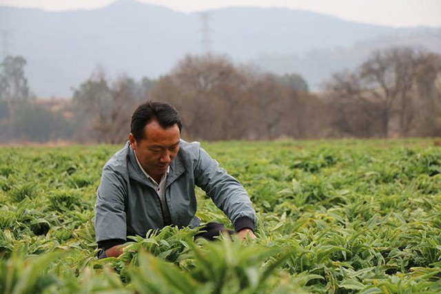 Lộ chiêu thức của người đàn ông sinh năm 1984 bán rau kiếm hơn 37 tỷ đồng/năm - Ảnh 2. Lộ chiêu thức của người đàn ông sinh năm 1984 bán rau kiếm hơn 37 tỷ đồng/năm - Ảnh 2.