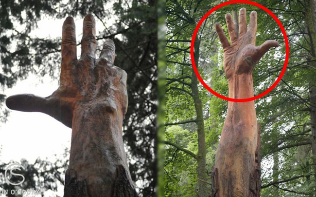 B&agrave;n tay khổng lồ mọc l&ecirc;n giữa rừng c&acirc;y g&acirc;y kinh h&atilde;i: Sự thật sốc đằng sau- Ảnh 1.