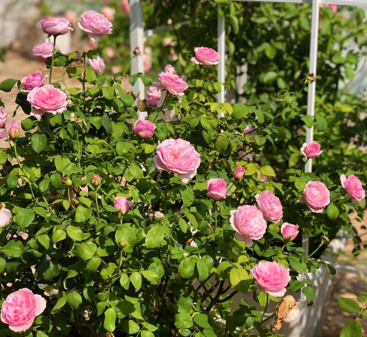 Thứ qu&yacute; gi&aacute; trong biệt thự 21 tỷ của MC Quyền Linh- Ảnh 7.