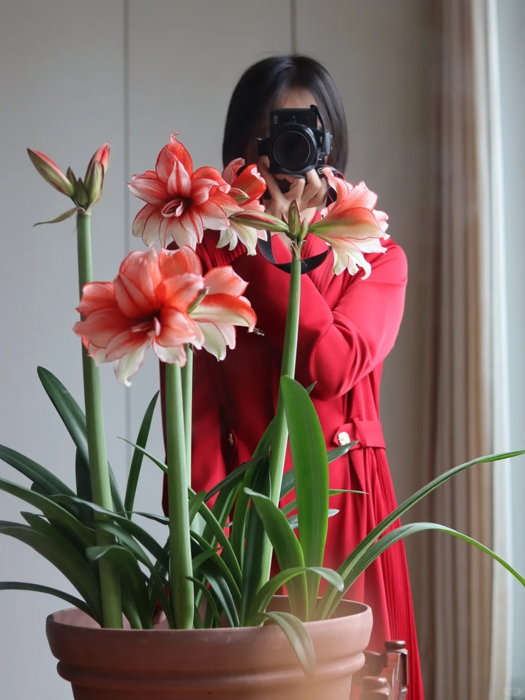 Nhiều chị em đang m&ecirc; đắm lo&agrave;i hoa n&agrave;y: Cắm b&igrave;nh cũng đẹp, để cả chậu cũng sang,&nbsp;Tết nh&igrave;n l&agrave; thấy gi&agrave;u - Ảnh 3.