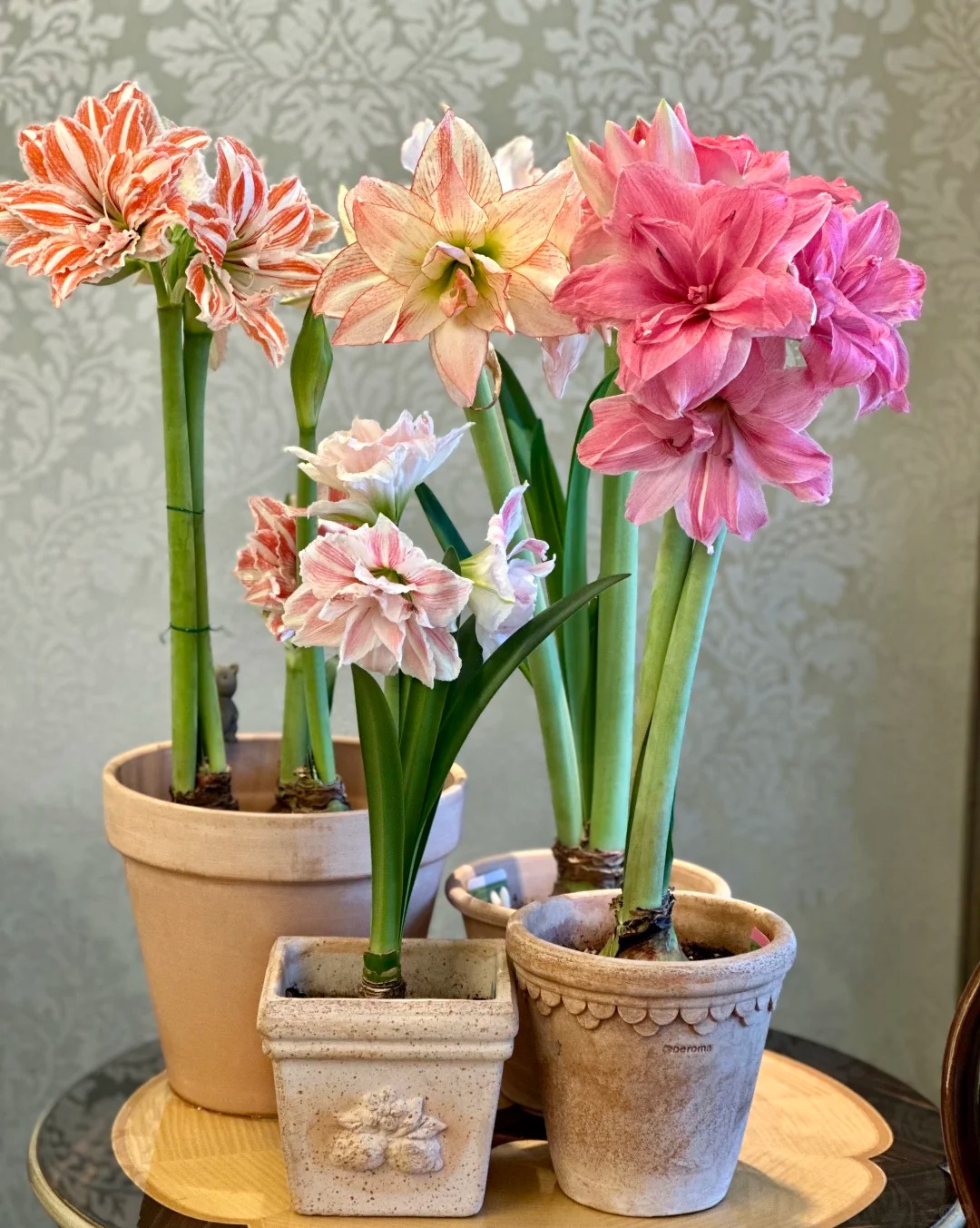 Nhiều chị em đang m&ecirc; đắm lo&agrave;i hoa n&agrave;y: Cắm b&igrave;nh cũng đẹp, để cả chậu cũng sang,&nbsp;Tết nh&igrave;n l&agrave; thấy gi&agrave;u - Ảnh 8.